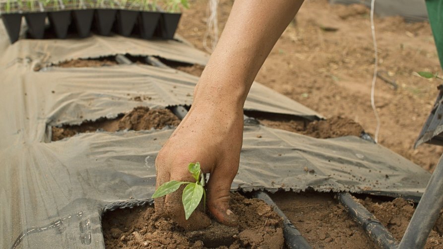 hiszpania szraa strefa rolnictwo