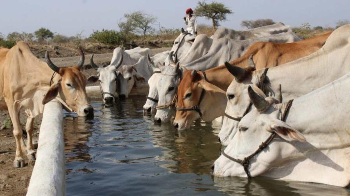 a herd of cattle standing on top of a body of water